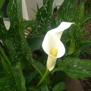 Meet your Posher, Cherie